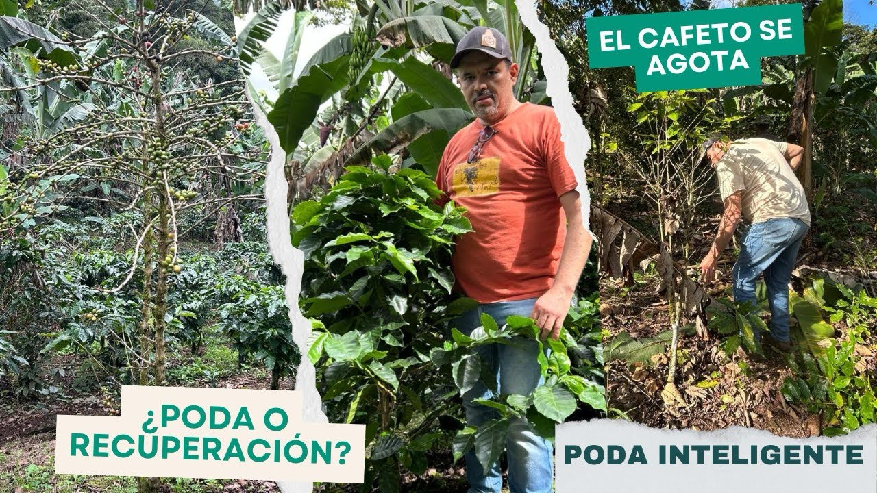 ¿Debes podar… o el café aún se puede recuperar? #PodaInteligente #coffee 