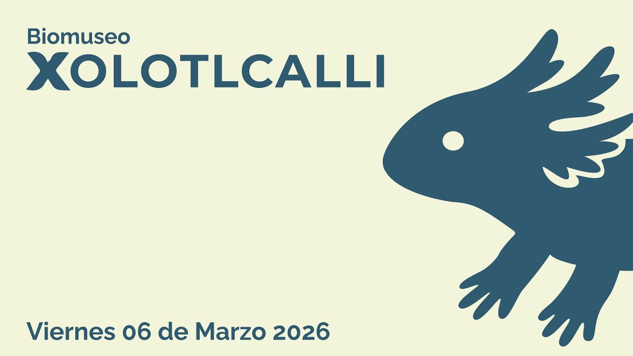 Ajolote Ambystoma Mexicanum, Andersoni y Dumerilii en BioMuseo Xolotlcalli (06 de Marzo de 2026)