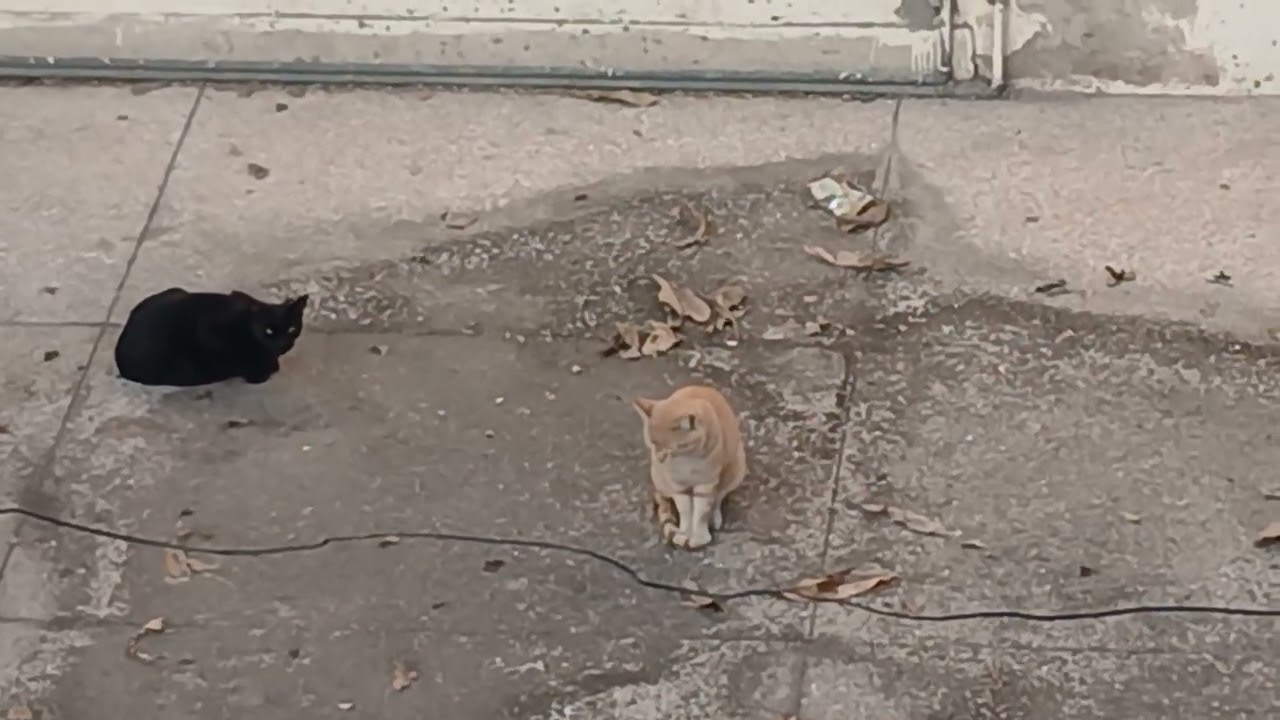 Water Transformation into Cats (Black and Brown) How?