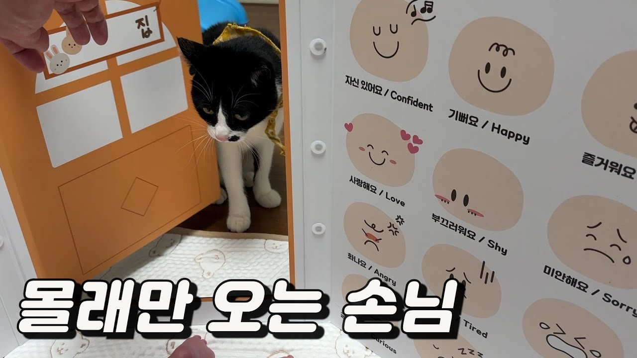 동생이 놀때만 몰래 방문하는 고양이 손님ㅋㅋ