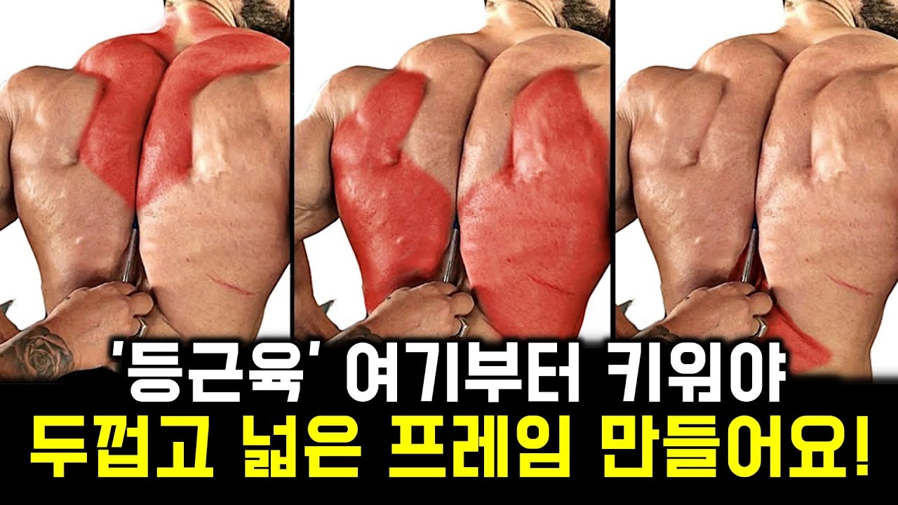 등운동 딱 ‘3가지’ 하면 3개월 안에 두껍고 넓은 ‘등근육’ 만듭니다! (과학적으로 가장 효과적인 승모근 운동, 넓은 프레임, 등기둥)