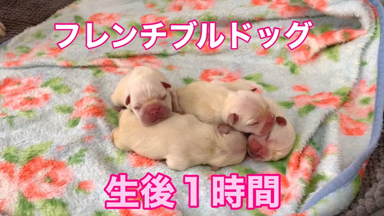 オルカの初出産。フレンチブルの子犬はめちゃんこ可愛い！