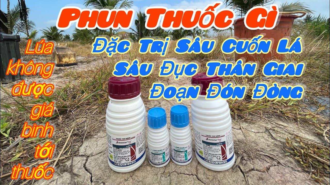 Phun thuốc gì đặc trị sâu cuốn lá sâu đục thân lưu dẫn mạnh kéo dài | Lợi 84 Vlog