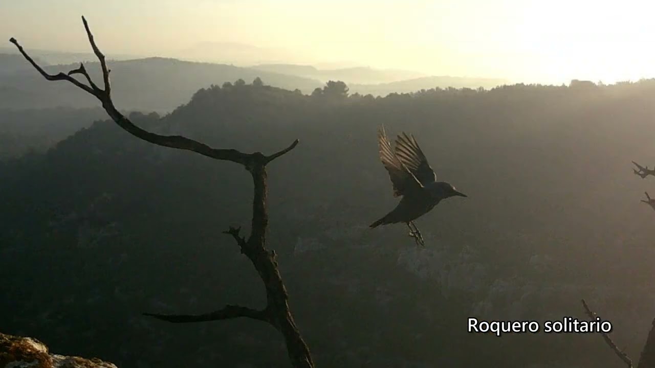 Instantes robados #wildlife #birds #naturaleza #birdsofprey