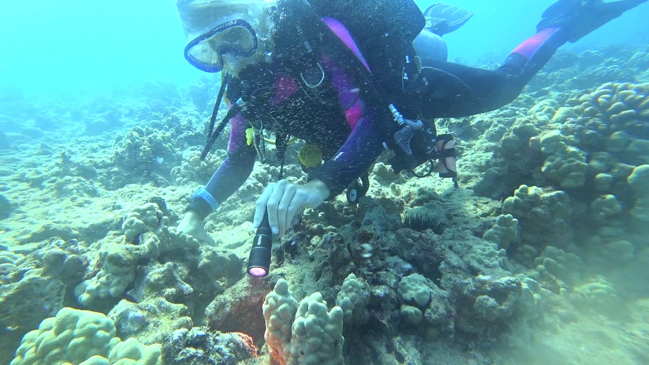 Scuba Dive in 171030 @Hawaii Oahu w/ Reef Pirates Diving (Shallow Reef Dive) - III