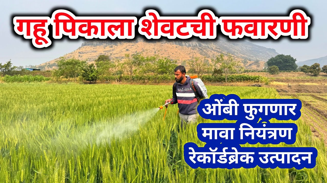 गहू ओंबी मध्ये शेवटची फवारणी | gahu favarni | गहू फुगवण रेकॉर्डब्रेक उत्पादनं |गहू ओंबी फुगवण फवारणी