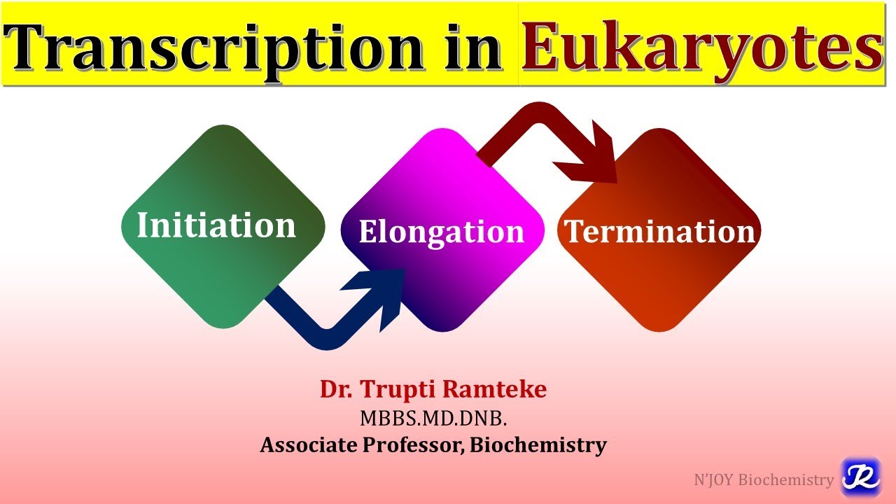 8: Transcription in Eukaryotes | Molecular Biology | Biochemistry| N'JOY Biochemistry