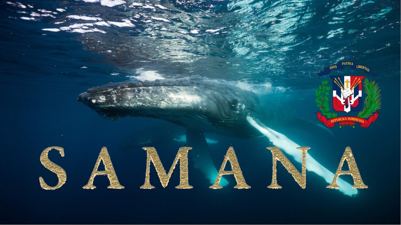 Whale Watching In Samana - Dominican Republic - Not Your Typical Caribbean Vacation Destination