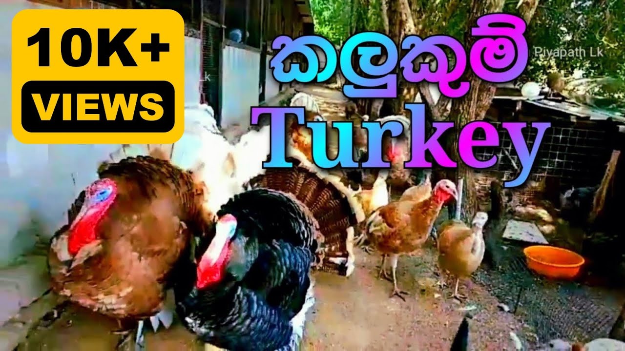 Turkey vs dack / Turkey / turkey birds / turkey farming / dack /    කලුකුම්