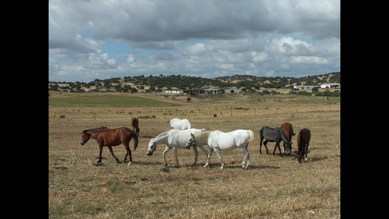 Herdade do Gizo - Cuba - Alentejo