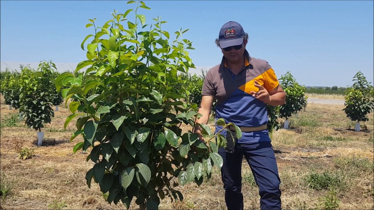 POTATURA VERDE DEL KAKI (Diospyros kaki)