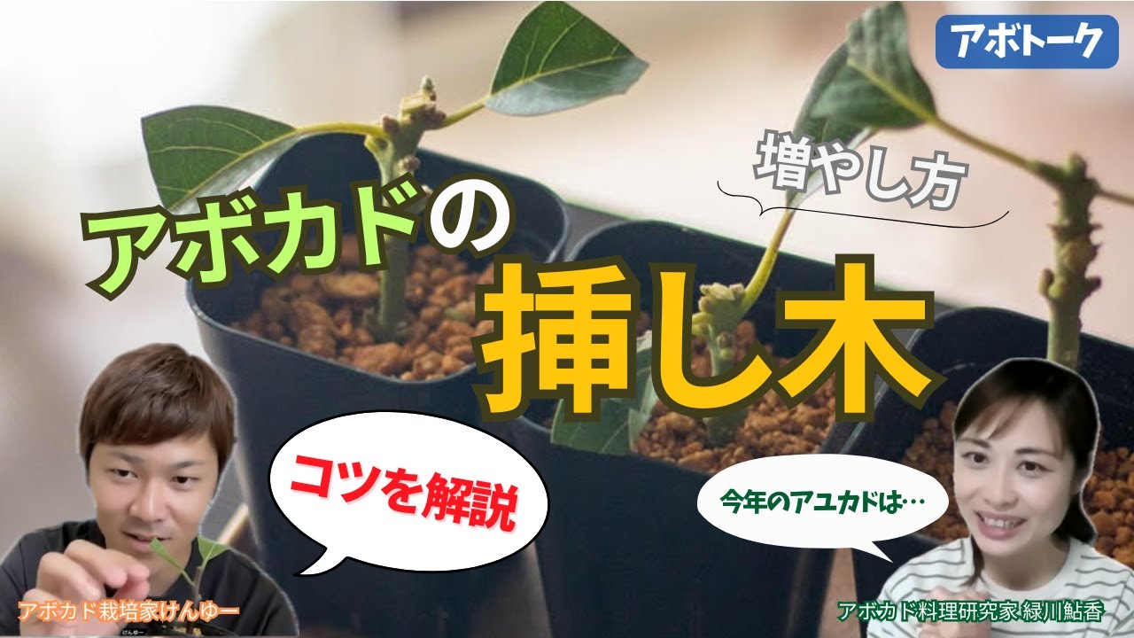 【アボカド挿し木】プロが解説！関東×沖縄で成功する方法を探る