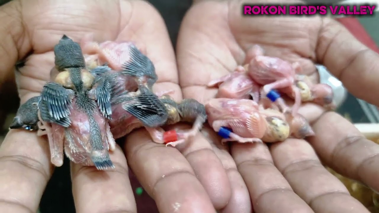 গোল্ডিয়ান ফিঞ্চের বেবিকে রিং পরানো হলো !!! Gouldian finch's baby gets ringed 💍🐦