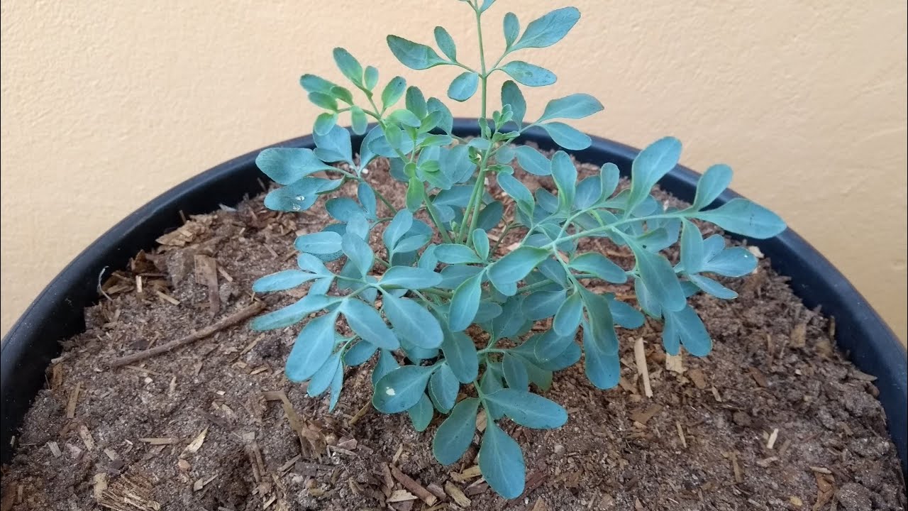 Arruda: como plantar e cuidar