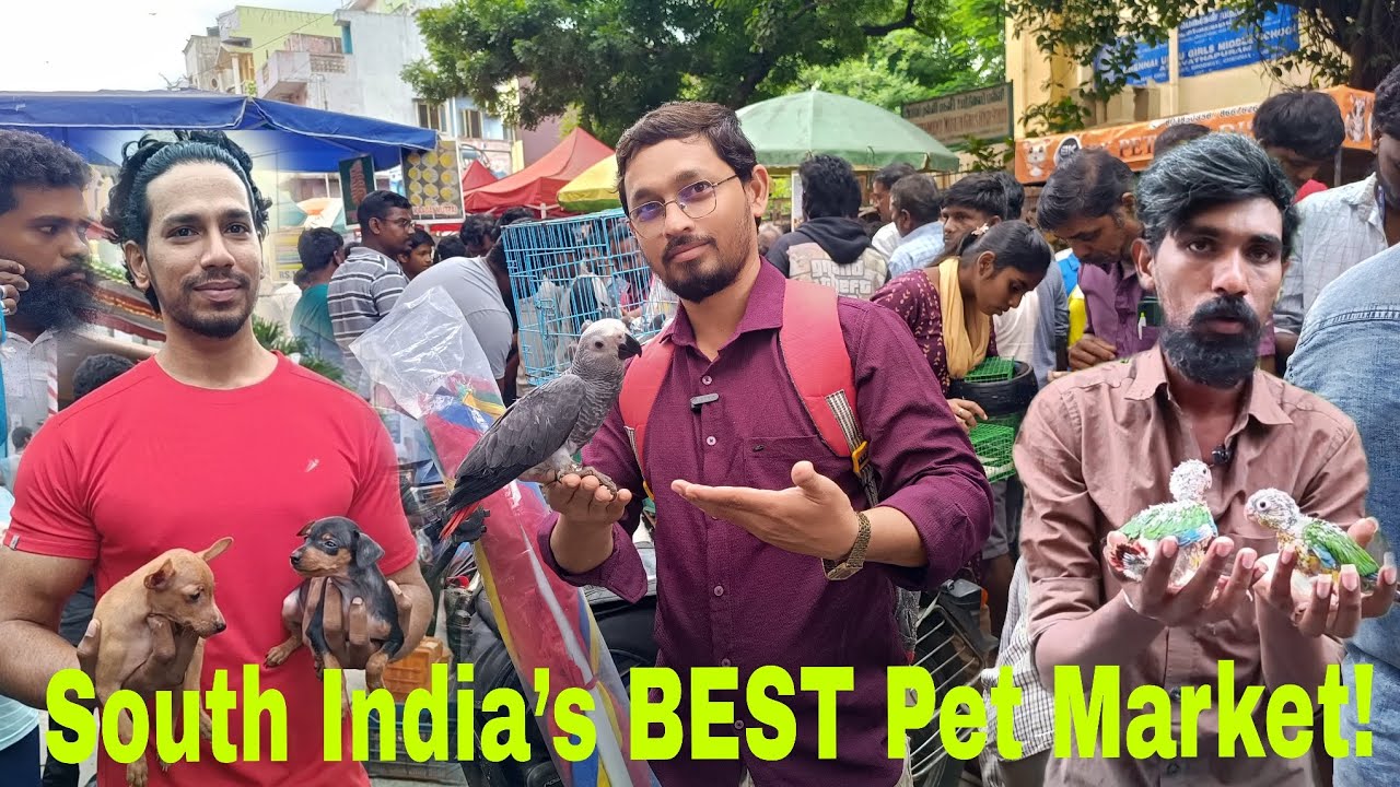 South India’s No.1 Pet Market – Chennai Broadway! @S K N Vlogs 