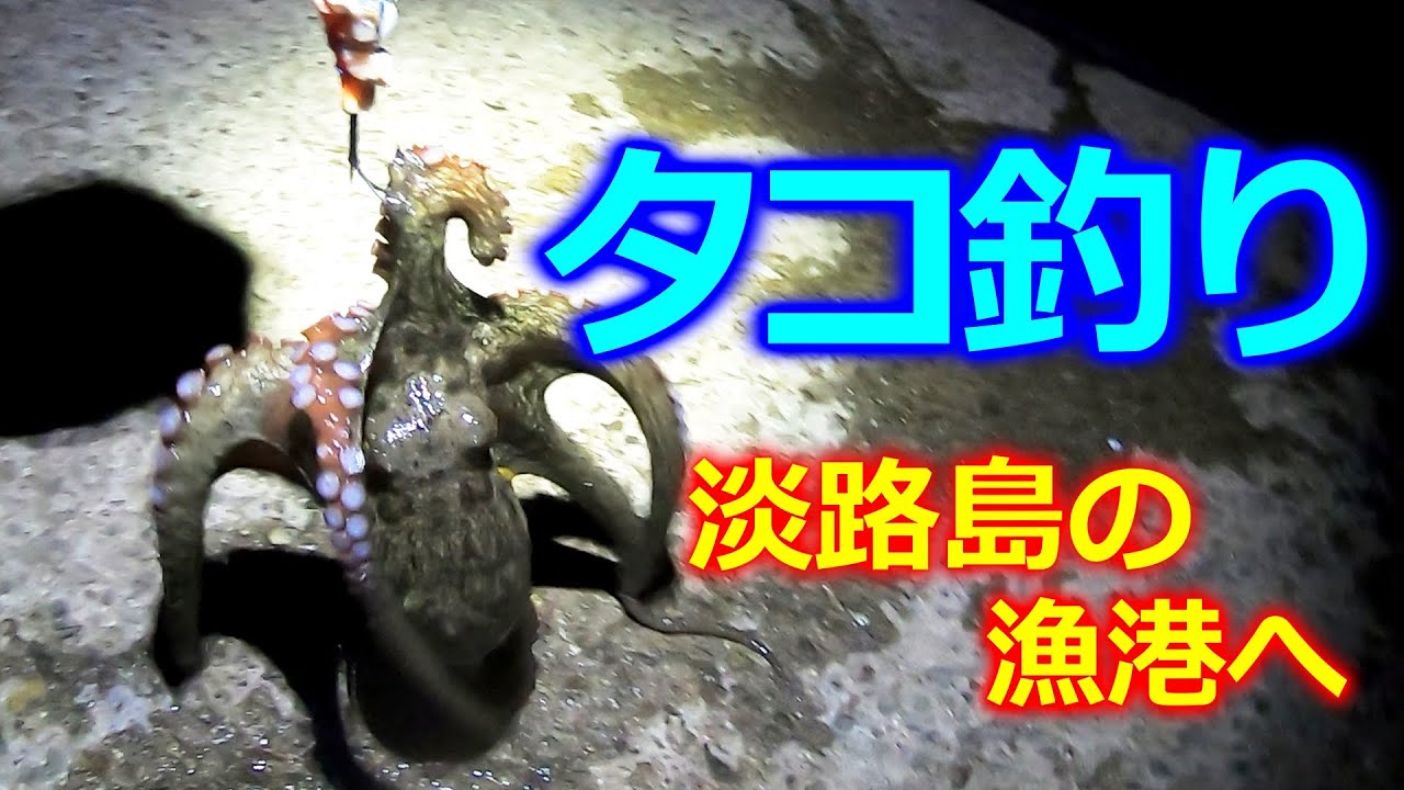 【タコ釣り】淡路島の漁港へ