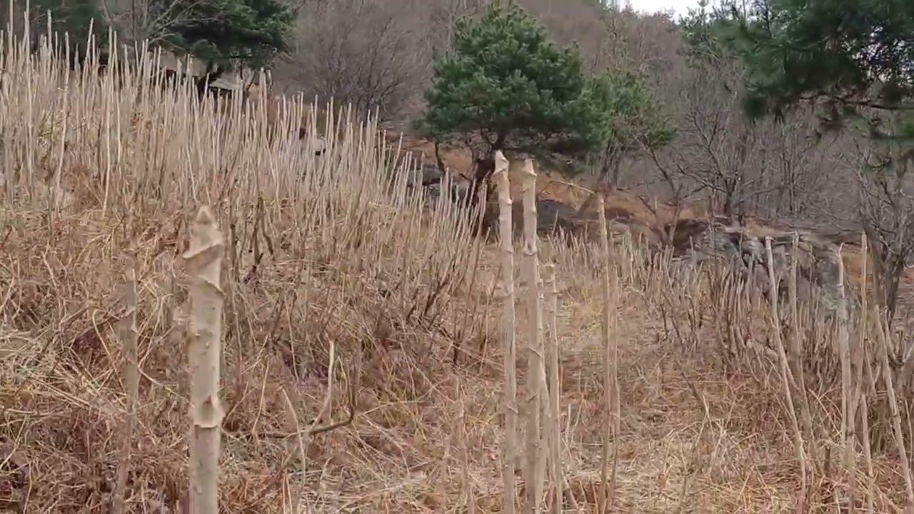 산애농원 두릅이 봄을 기다리고 있습니다.
