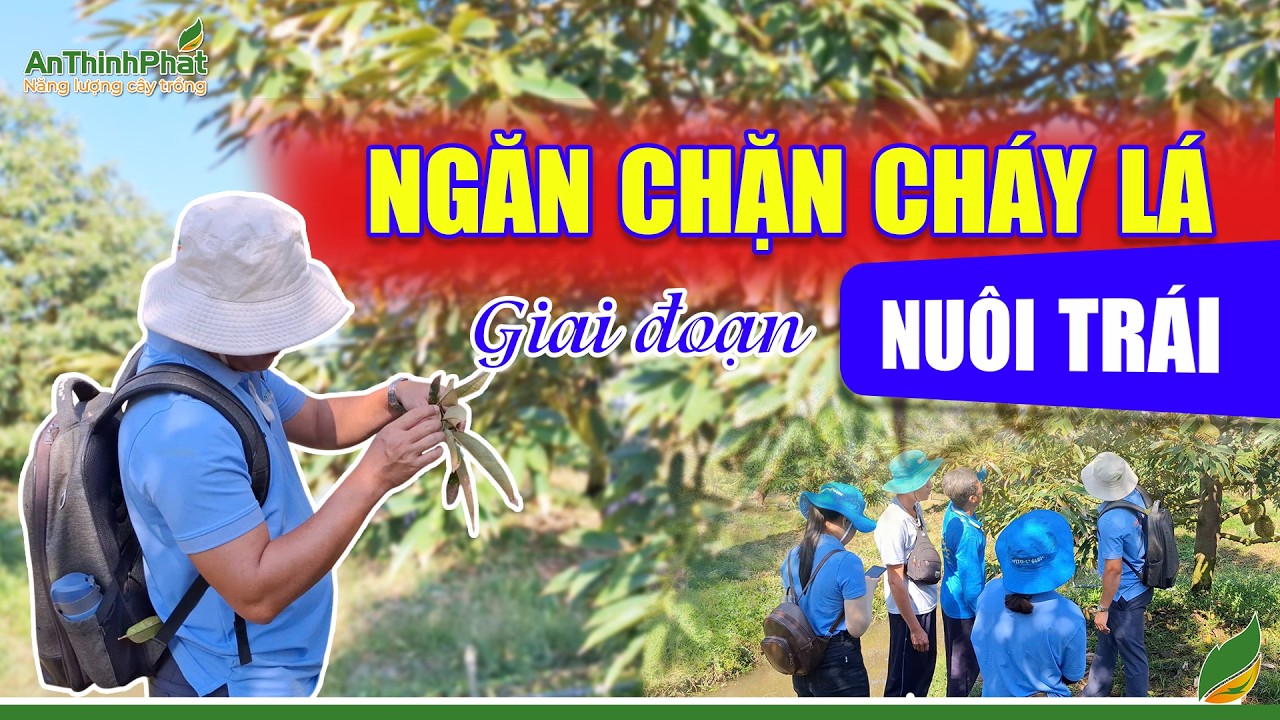 Ngăn Chặn Cháy Lá Giai Đoạn Nuôi Trái | An Thịnh Phát