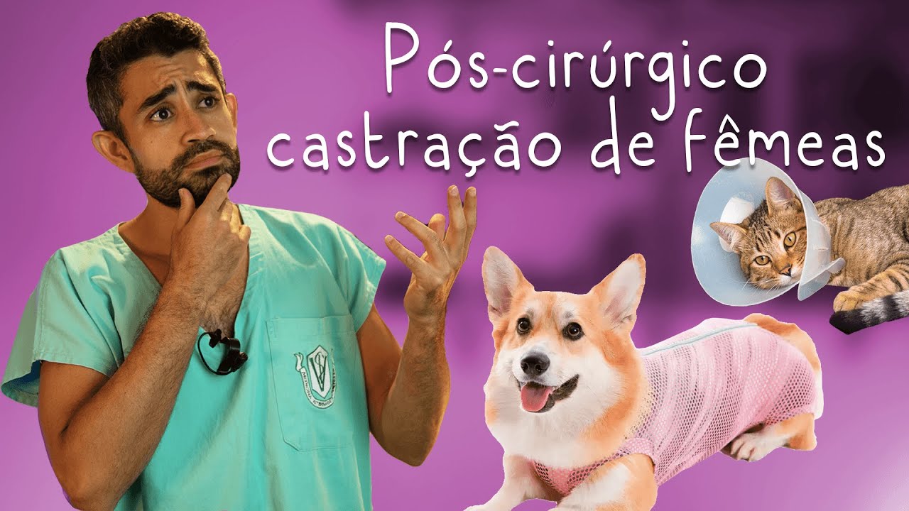 Cuidados pós castração de gatas e cadelas | Dica Veterinária #63
