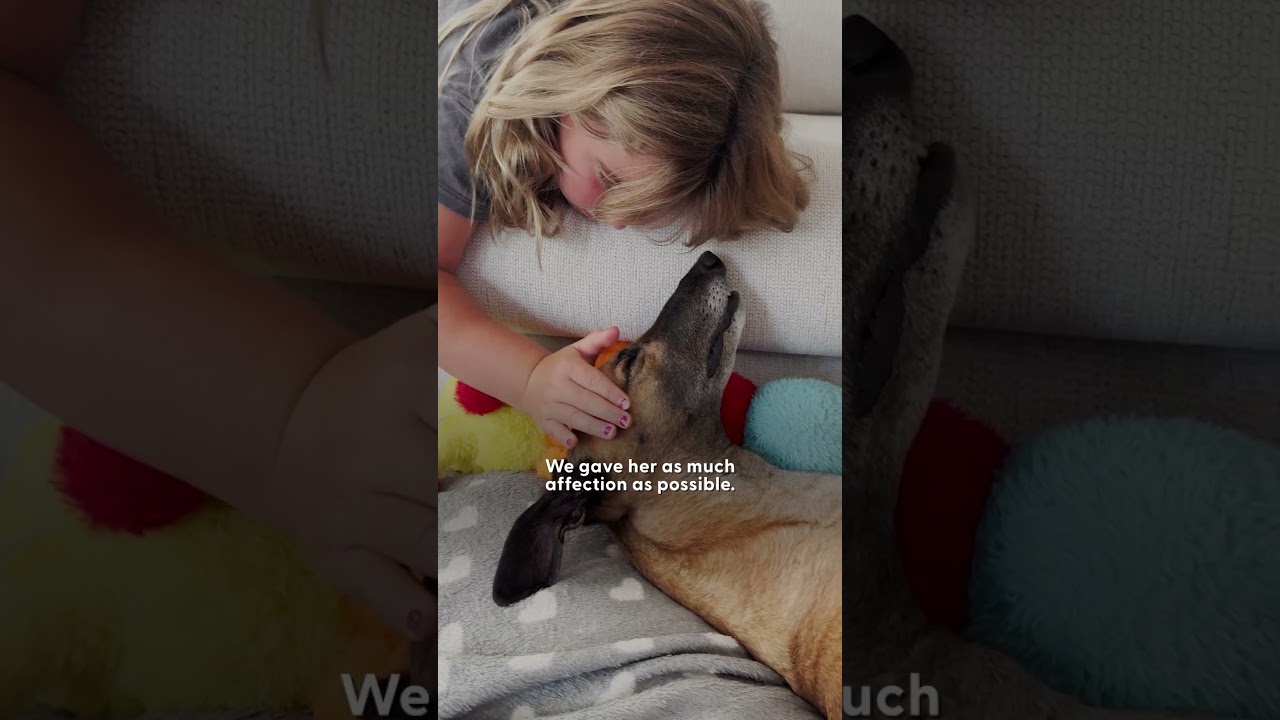 Nervous Ex-Racing Greyhound Turns Into A Goofball | The Dodo