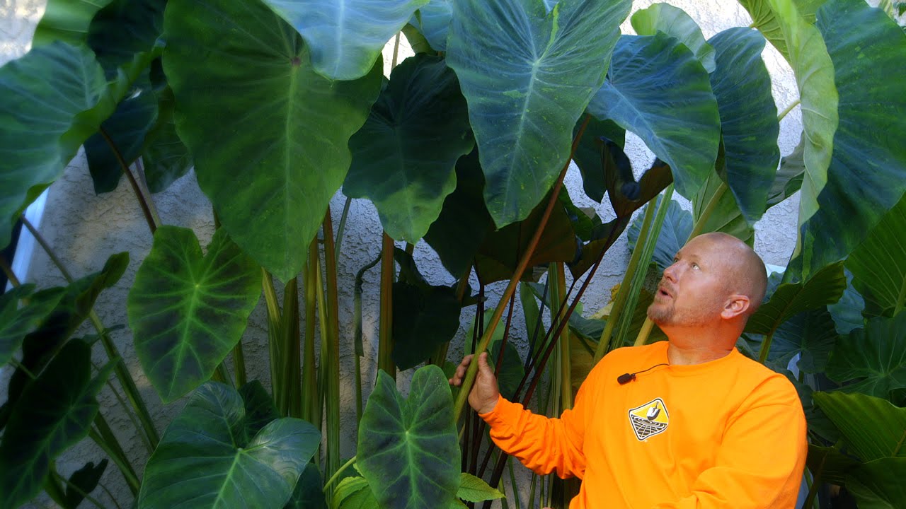 Patio Pond with Bog Filter Follow up