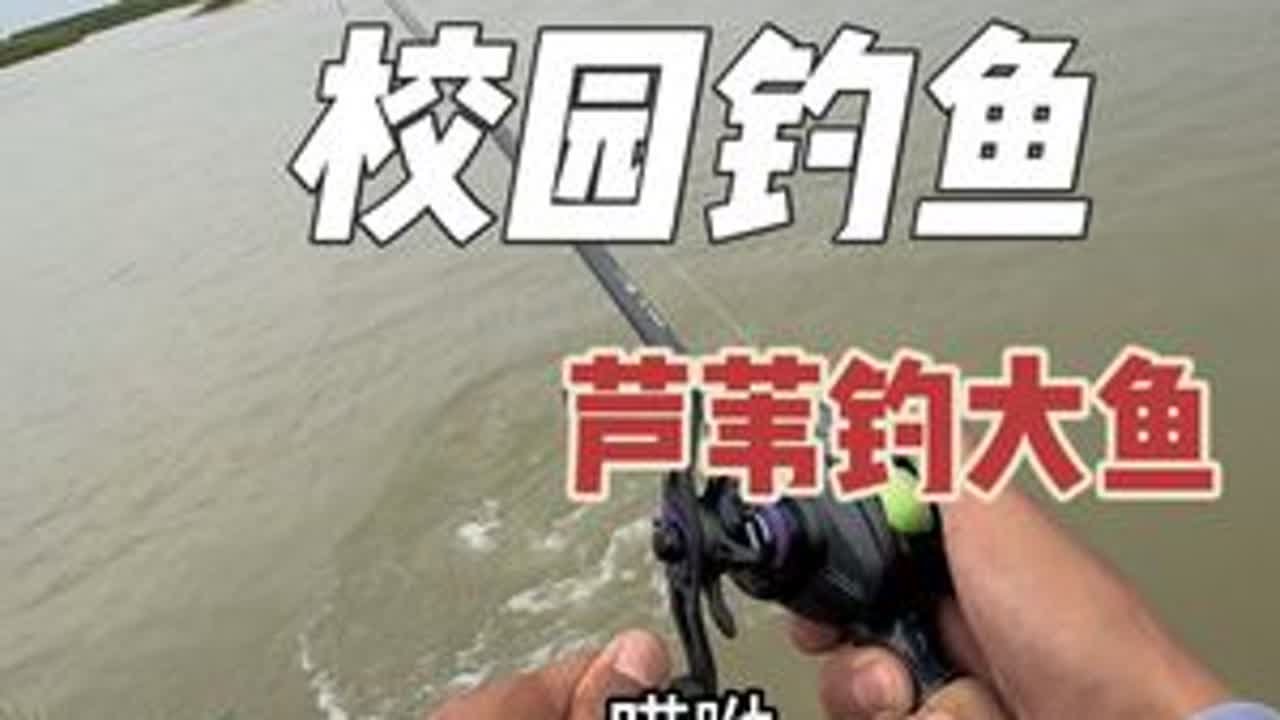 芦苇打窝芦苇钓，江里的草鱼真是又大又肥美。#钓鱼的乐趣只有钓鱼人懂 #钓鱼人就是这么疯狂 #原来钓鱼才是抖音运动顶流