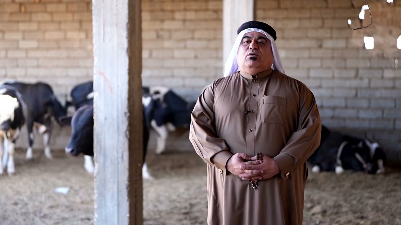 مشروع تسمين العجول في  محافظة صلاح الدين