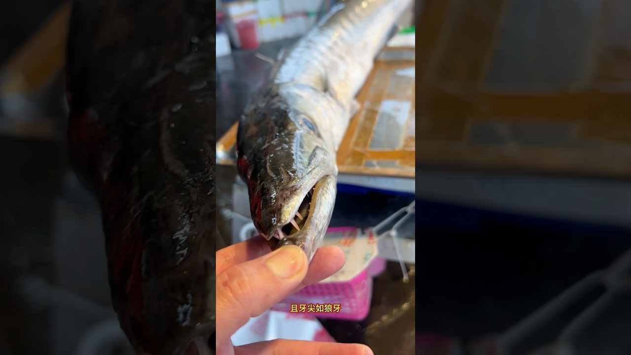海狼！到底是魚出了軌還是狼劈了腿，才生出這麼恐怖的生物。