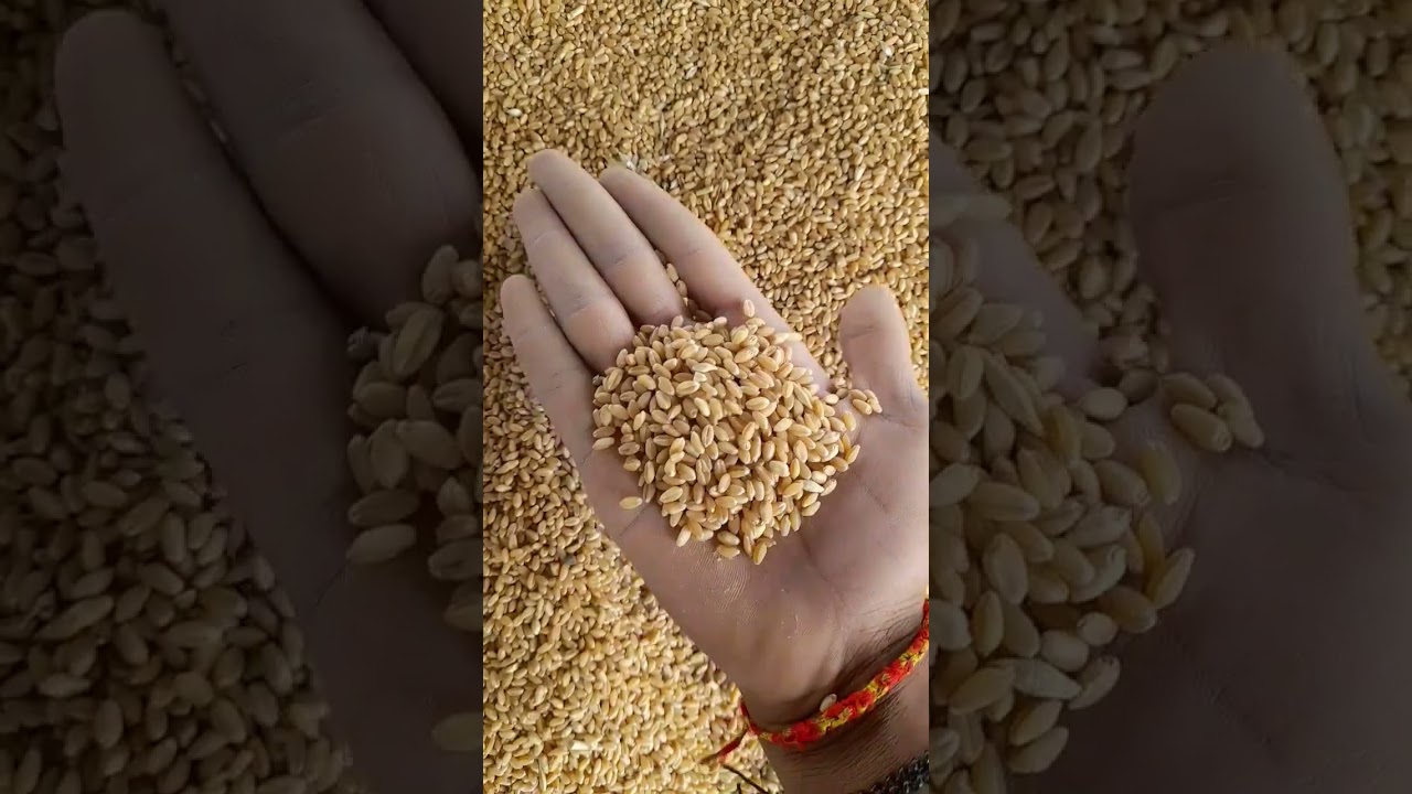 Agar Mandi News | New Wheat Rate (29 July 2025) Mandi new wheat rate today