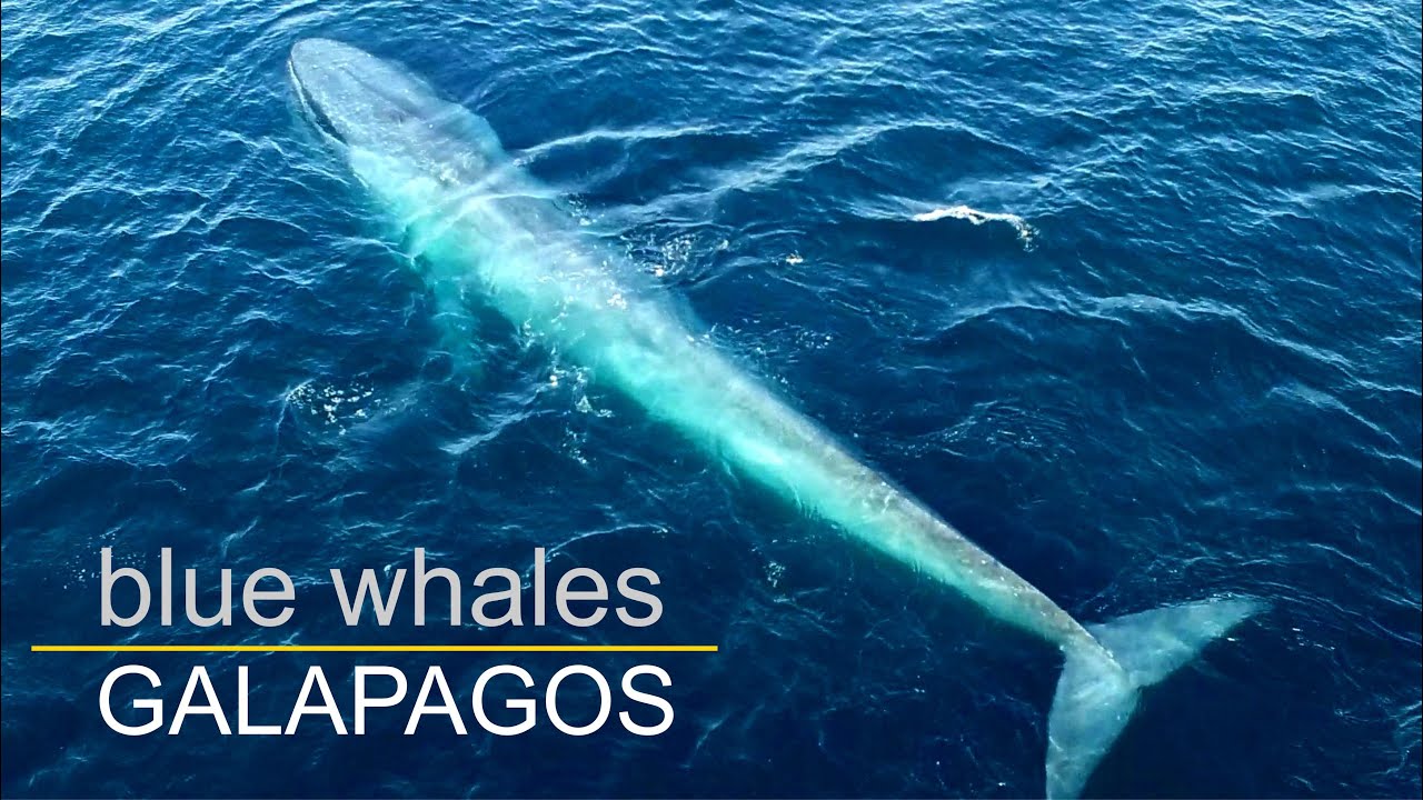 Blue whales in Galapagos – Blauwale in Galapagos / pestivideo.de - DJI Phantom