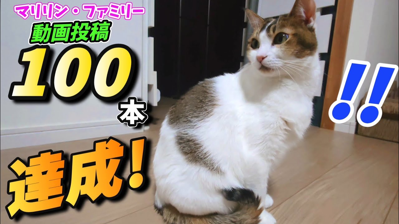 マリリン・ファミリー 動画100本達成！これまでの軌跡🐱