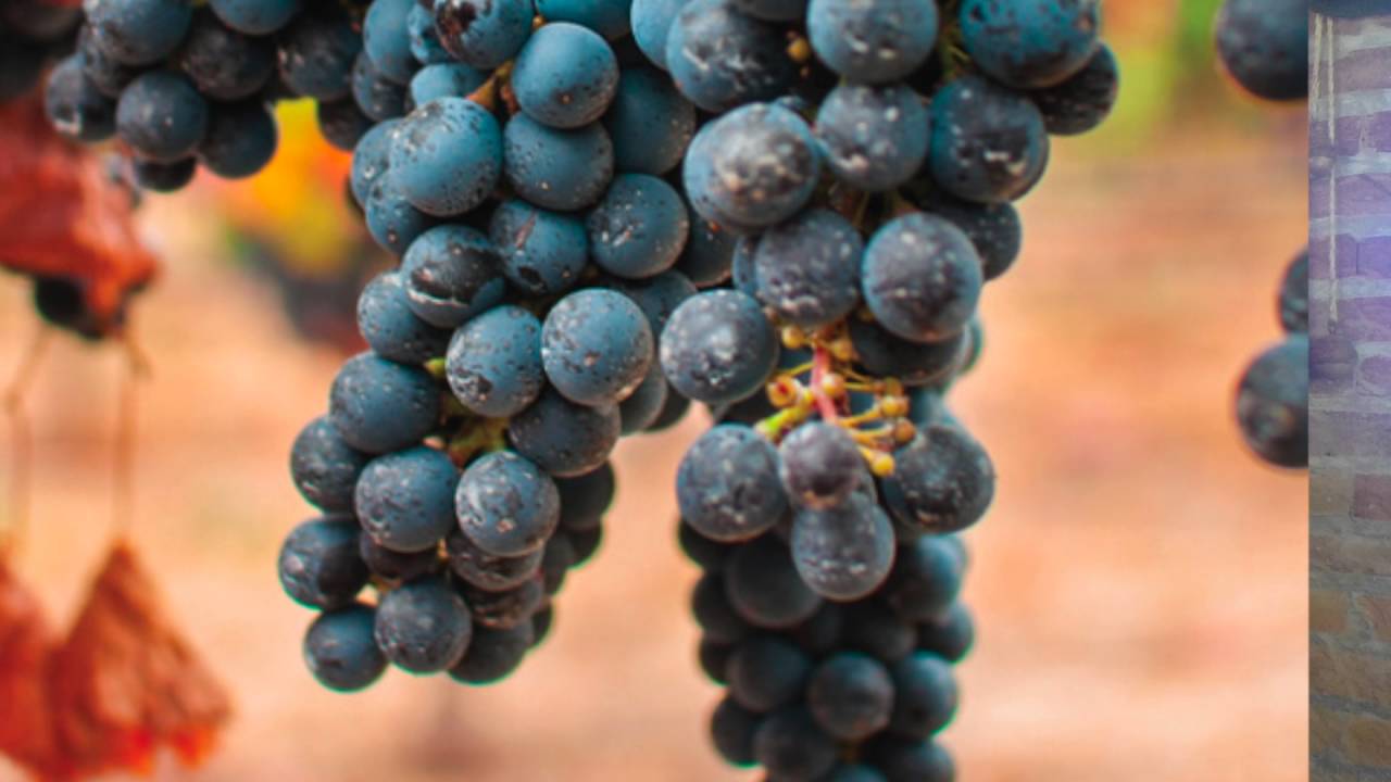 Reinaldo De Lucca on Viticulture in Uruguay