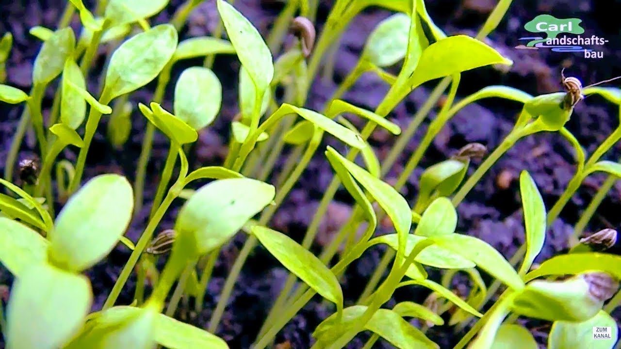 BIO PETERSILIE SELBST ANBAUEN |SÄEN PFLANZEN ERNTEN |FRISCHE KÜCHEN KRÄUTER EINFACH PRAKTISCH GESUND