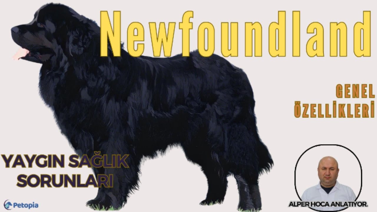 Newfoundland Dog Yaygın Sağlık Sorunları