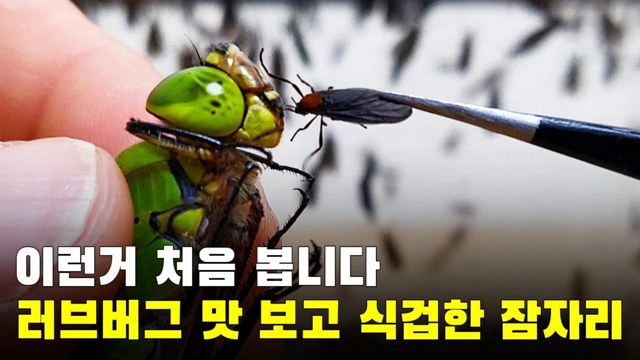 러브버그 맛 보고 식겁하는 잠자리