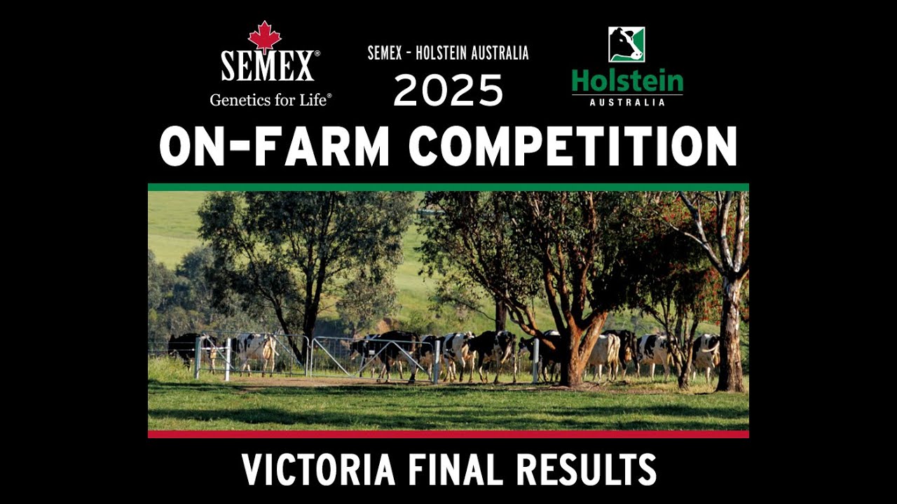 2025 Semex-Holstein Australia On-Farm Competition-Hanover-Hill Inspiration 2 Year Old-Victoria Final