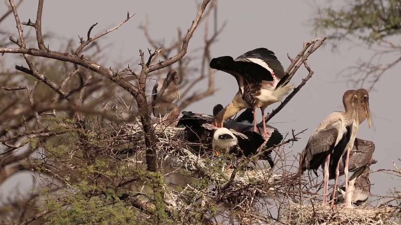 Painted Stork Nest at Bharatpur Bird Sanctuary (Keoladeo National Park)