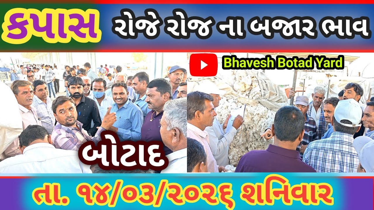 બોટાદ માર્કેટિંગ યાર્ડ માં કપાસ ના ભાવ તેજીમાં14/03/2026 || Botad Marketing Yard ||#bhaveshbotadyard