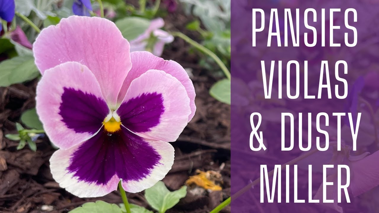 Planting Winter Annuals 🌺 || Pansies & Violas || Winter Garden Interest || Dusty Miller || Zone 8