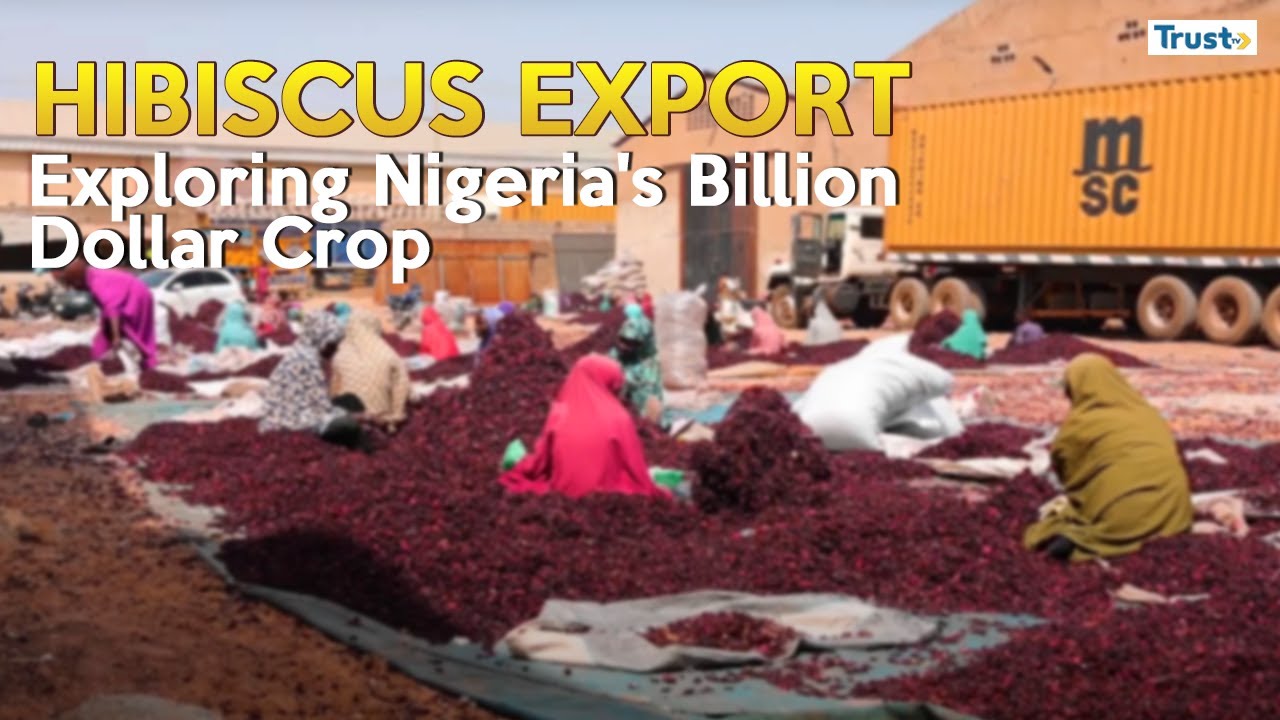 DOCUMENTARY: Hibiscus Export; Exploring Nigeria's Billion Dollar Crop