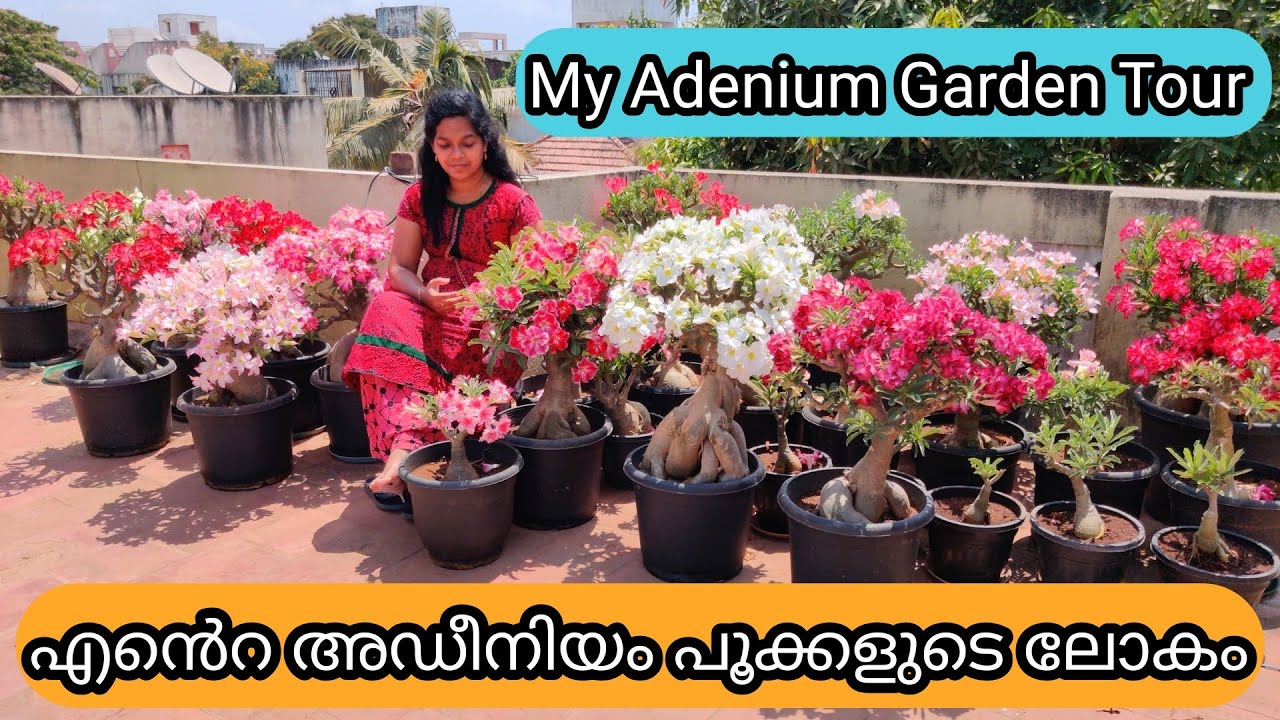 My Adenium Home Garden | Secret Tips for Adenium Flowering | എന്റെ ഗാർഡൻ മുഴുവനും അഡീനിയം പൂക്കൾ