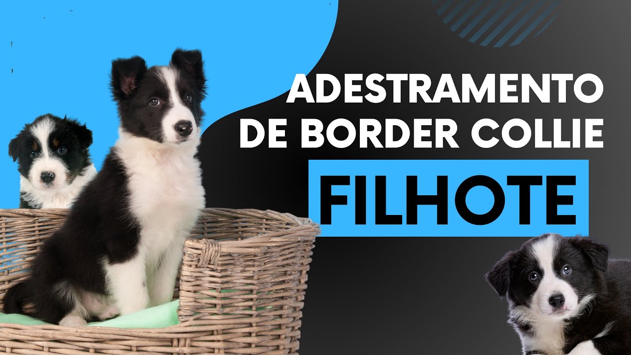 ADESTRAMENTO DE BORDER COLLIE FILHOTE 🐾