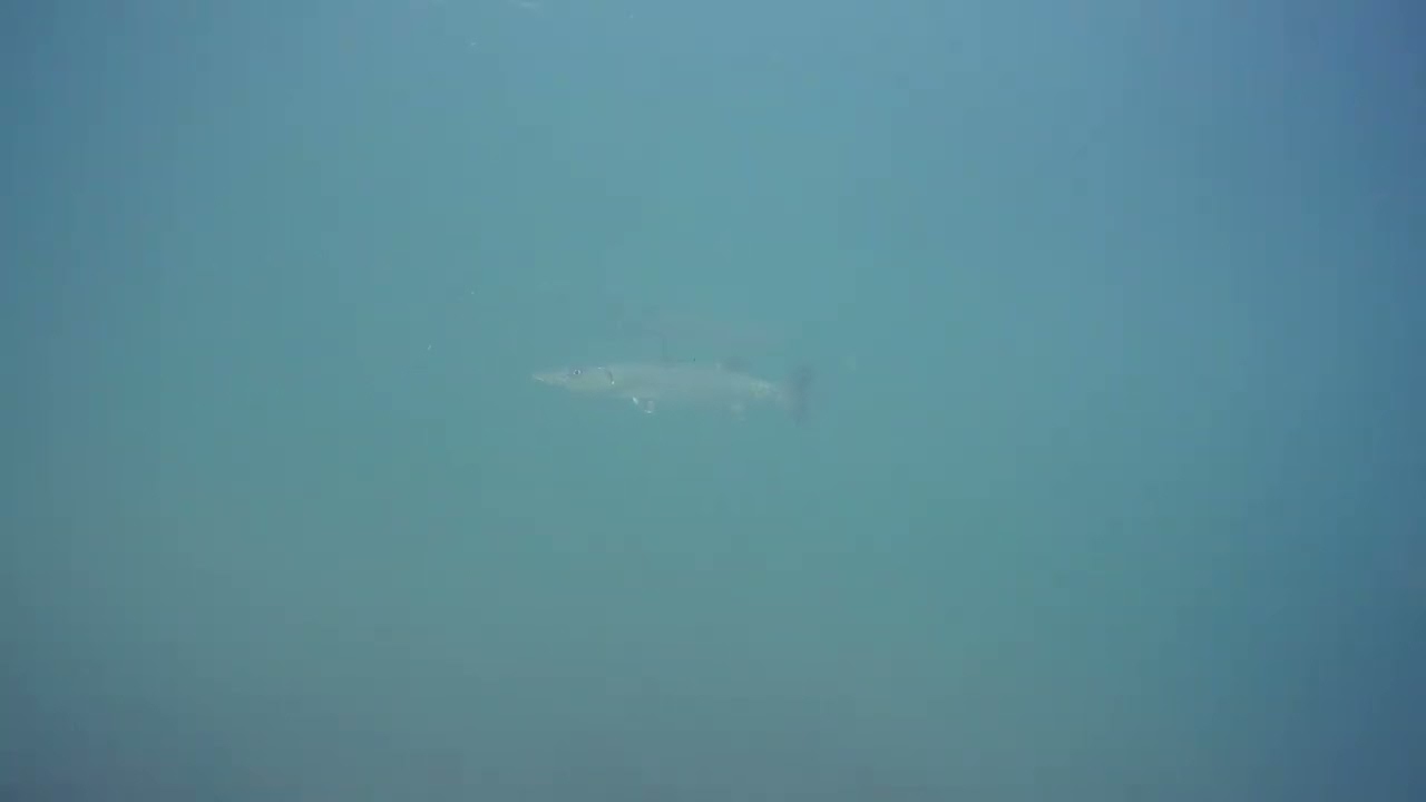 Underwater drone, shoal of barracuda