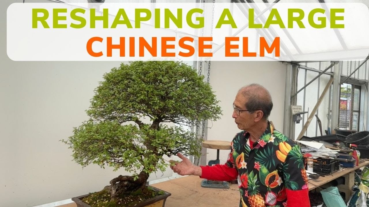 Reshaping Large Chinese Elm Bonsai