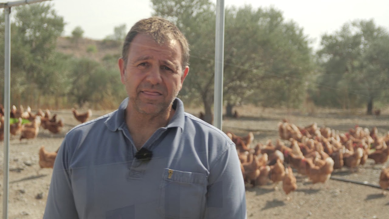 How to produce organic eggs - Η διαδικασία παραγωγής βιολογικών αυγών
