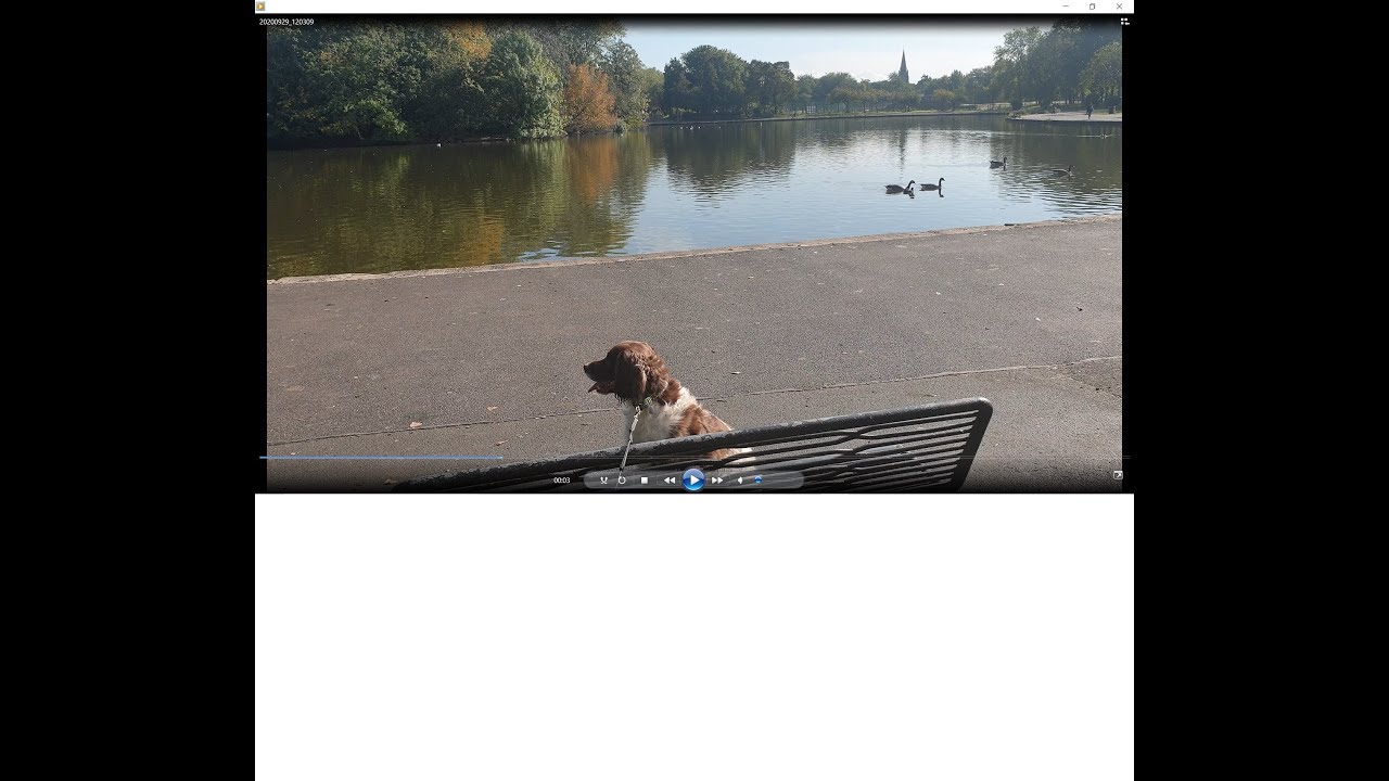 Manchester Platt Fields Park Failsworth Dog Walk  Tobydogadventures