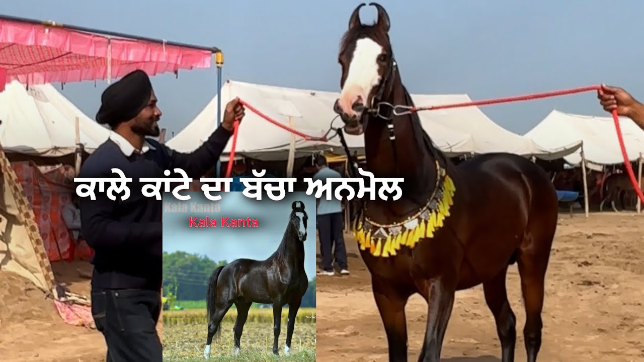 ਚੈਪੀਅਨ ਕਾਲੇ ਕਾਂਟੇ ਦਾ ਬੱਚਾ ਅਨਮੋਲ ਬਾਕਮਾਲ ਵਛੇਰਾ 38 BB ਪਦਮਪੁਰ ਸ੍ਰੀ ਗੰਗਾਨਗਰ 👌#horse #youtube 