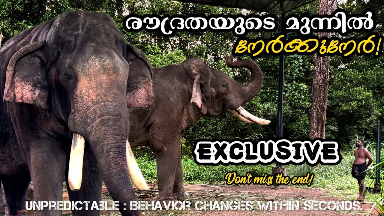 Unpredictable : Behavior changes within seconds! Puthuppally Kesavan in his musth period! MK Channel