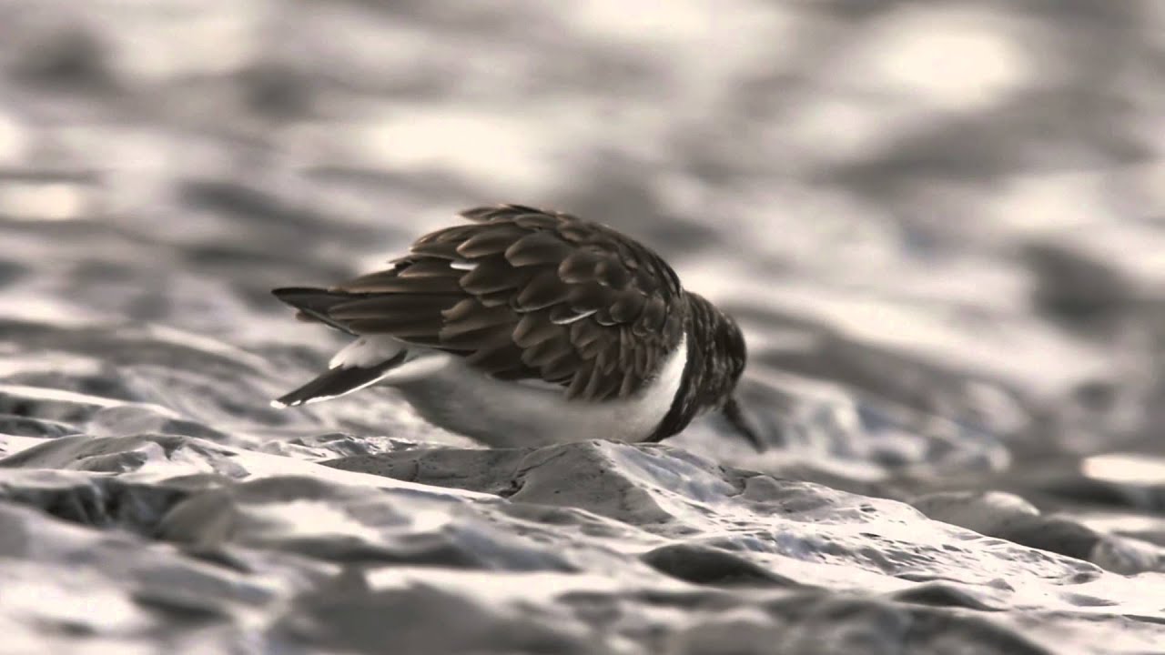 Living Coastline (Winner of 5th Place Video category, Digiscoper of the year 2015)