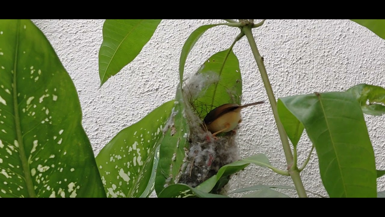 Weaver Bird Nest In Our Garden 🌿🪺🐦😁